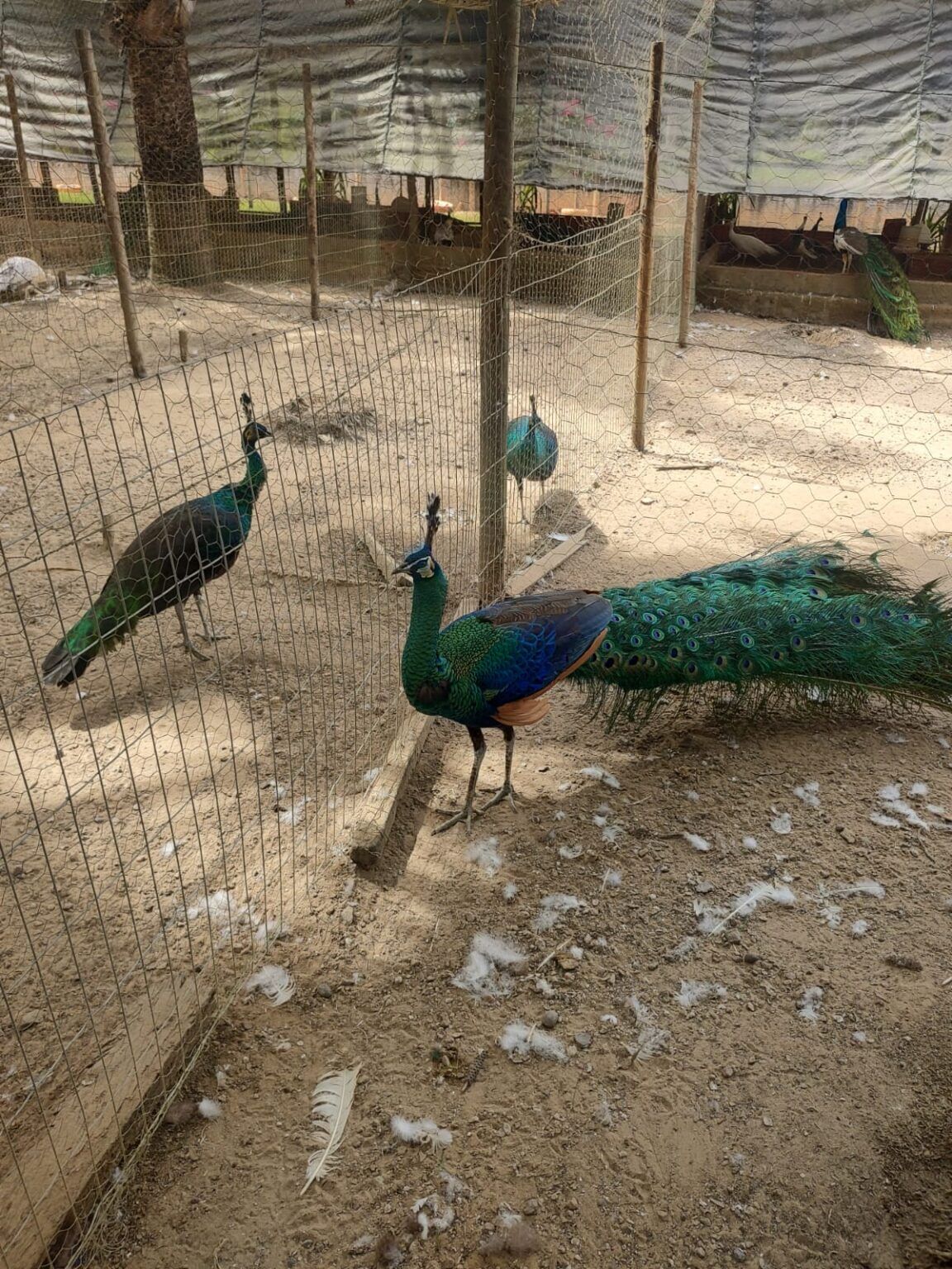 Pavão Java Pavões – Paraíso dos Pavões